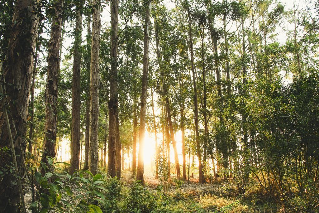 Bosque al amanecer